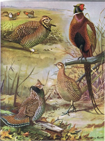 Heidehuhn, Ringfasan, Östliches Haubenhuhn von Louis Agassiz Fuertes