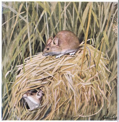 Westliche Erntemaus lebt und brütet in einem grasigen Nest von Louis Agassiz Fuertes