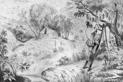 Ich hatte mehr als zweihundert Trauben... Gravur nach einer Zeichnung von M. de Sainson für das Buch von Daniel Defoe "Robinson Crusoe", französische Ausgabe von 1837 von Louis Auguste de Sainson