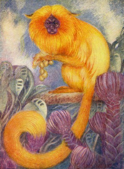 Im Zoo: Marmoset-Affe von Louis Augustus Sargent