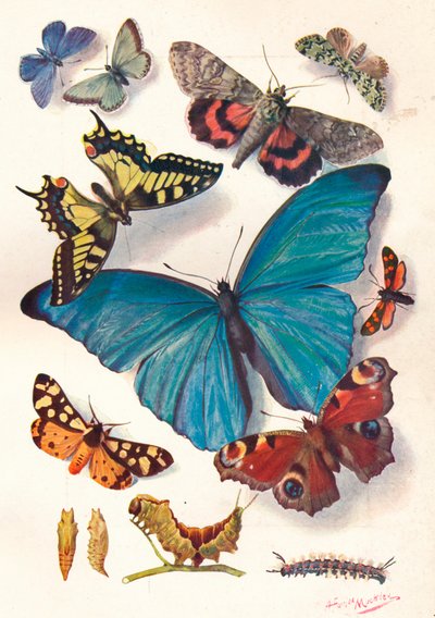 Beispiel einer Farbblock-Illustration für wissenschaftliche Arbeiten, ca. 1903 von Louis Fairfax Muckley