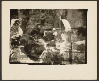 Katzen und Spiegelungen von Louis Fleckenstein