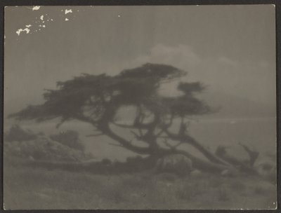 [Landschaft mit Zypressenbaum] von Louis Fleckenstein