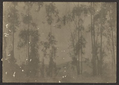 Landschaft mit hohen Bäumen von Louis Fleckenstein