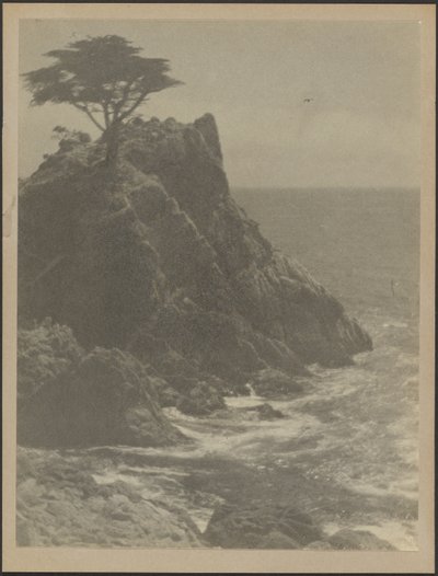 Baum an felsiger Küste von Louis Fleckenstein