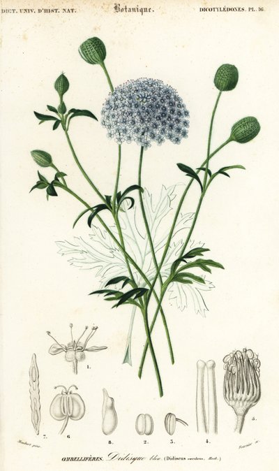 Blaue Spitzenblume, Trachymene coerulea von Louis Joseph Edouard Maubert