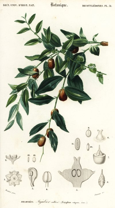 Chinesische Dattel oder Jujube, Ziziphus jujuba (Gravur) von Louis Joseph Edouard Maubert