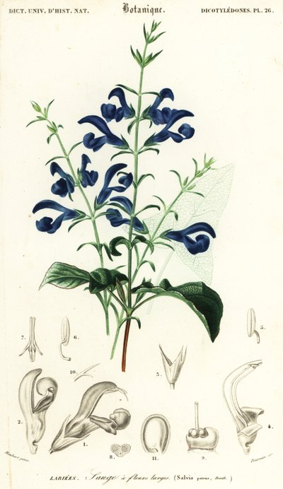 Gentianasalbei oder Spreizender Salbei, Salvia patens (Gravur) von Louis Joseph Edouard Maubert