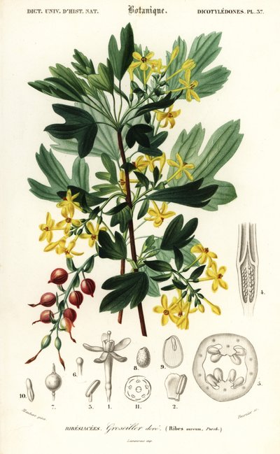 Goldene Johannisbeere, Ribes aureum (Gravur) von Louis Joseph Edouard Maubert
