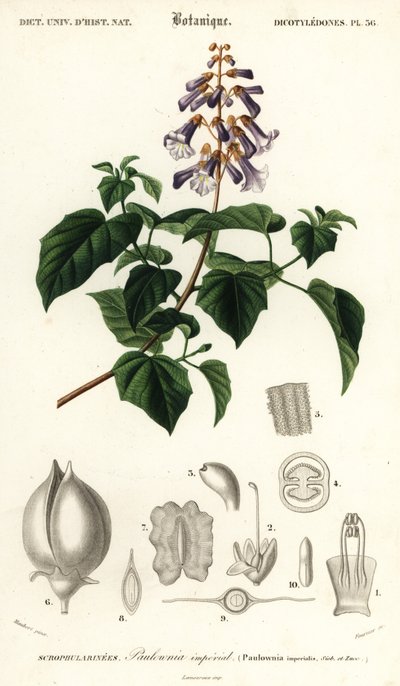 Kaiserbaum, Paulownia tomentosa von Louis Joseph Edouard Maubert