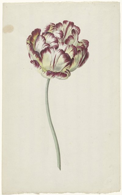 Tulpe von Louis Moritz