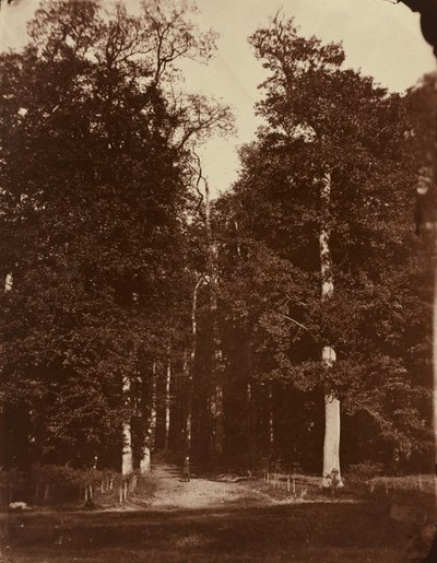 Wald bei Saint-Cloud, 1859-1860 von Louis-Rémy Robert