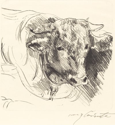 Stierkopf, 1912 von Lovis Corinth
