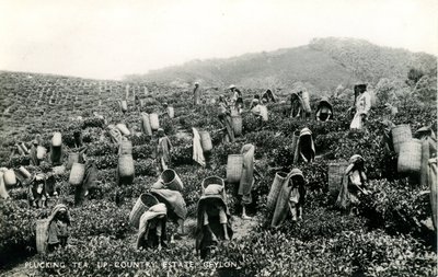 Teepflücken, Hochlandplantage, Ceylon, ca. 1900-1930 von Ltd. Ceylon Plâté