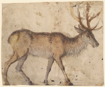 Studie eines Hirsches (recto) von Lucas the Elder Cranach