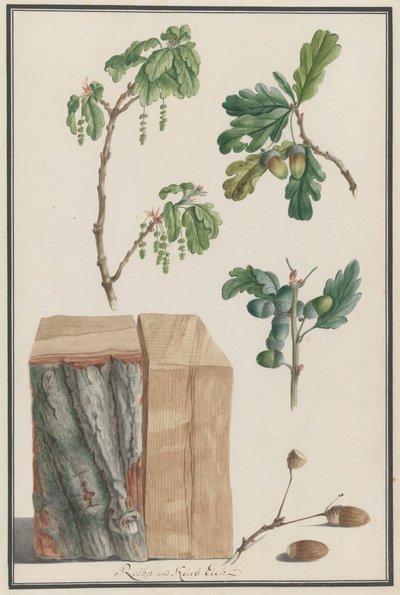 Studien der Blüten, Früchte und des Stammes einer Englischen Eiche Quercus robur, 1788 von Ludwig Pfleger