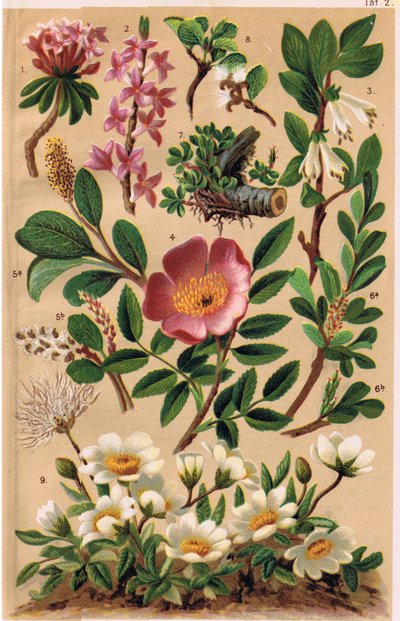 Alpenpflanzen, Illustration aus 