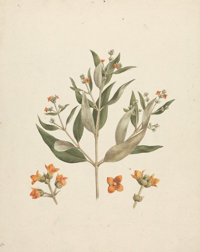 Avicennia marina (Forssk.) Vierh. (Weiße Mangrove): fertige Zeichnung eines blühenden Triebs mit Blütendetails von Luigi Balugani
