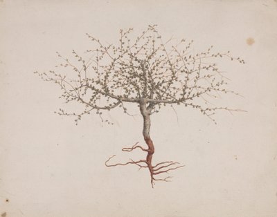 Commiphora gileadensis (L.) C. Chr. (Balsam von Gilead, Opobalsam): fertige Zeichnung der Baumgewohnheit (mit Wurzeln) von Luigi Balugani