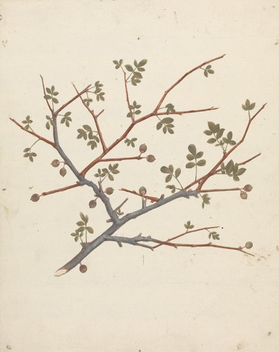 Commiphora gileadensis (L.) C. Chr. (Balsam von Gilead, Opobalsam): fertige Zeichnung eines fruchtenden Zweigs von Luigi Balugani