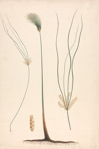 Cyperus papyrus L. (Papyrus-Segge): fertige Zeichnung von Dampf und Blütenkopf, mit Details der Blütenstände links und rechts von Luigi Balugani