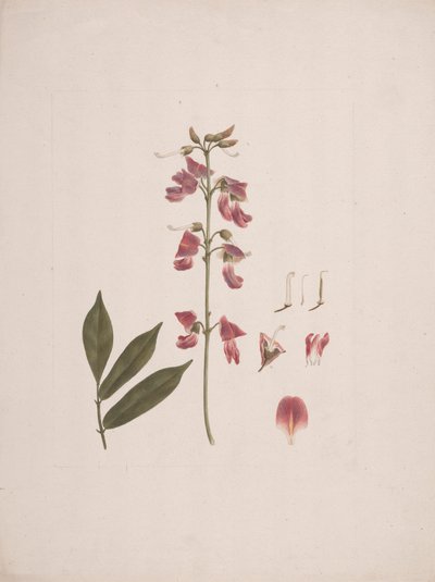 Millettia ferruginea (Hochst.) Baker: fertige Zeichnung mit einigen ausgeschlossenen Details von Luigi Balugani