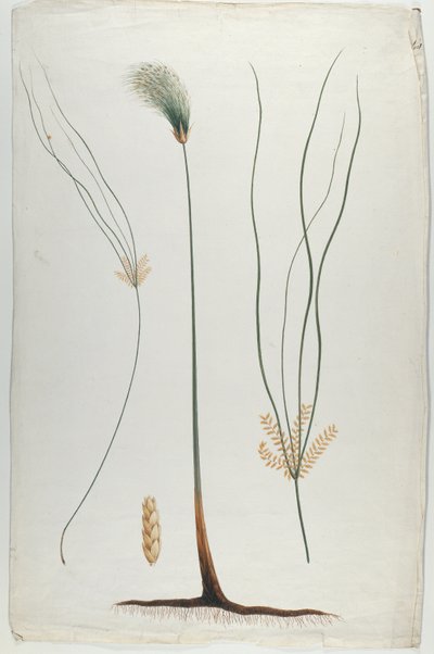 Papyrus (Pflanzen- und Wurzeldetail), nach James Abyssinian Bruce (1730-94) von Luigi Balugani