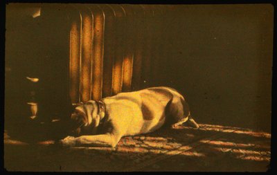 Farbfotografie eines schlafenden Hundes im Sonnenlicht mit Autochrome Lumière und einer 35-mm-Kamera... von Luis Marden