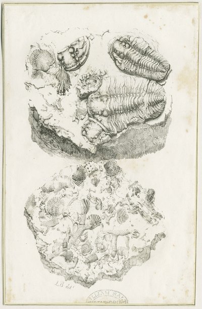 Dudley - Fossilien: Lithografie, um 1825 von Luke Booker