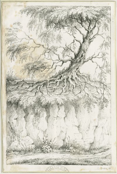 Dudley - Baum: Lithografie, um 1825 von Luke Booker