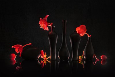 Karmesinrote Blüten schwarze Vasen von Lydia Jacobs