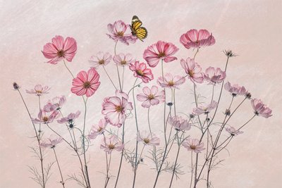 Rosa Kosmos Schmetterling von Lydia Jacobs