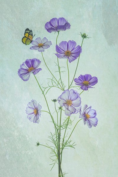 von Lydia Jacobs