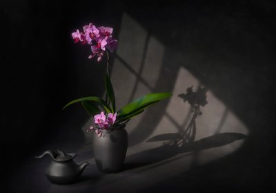 Schattenhafte Orchideen-Eleganz von Lydia Jacobs