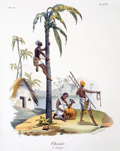 Ein Mann der Nadar-Kaste klettert auf eine Palme, 1827-35 von M.E. Burnouf