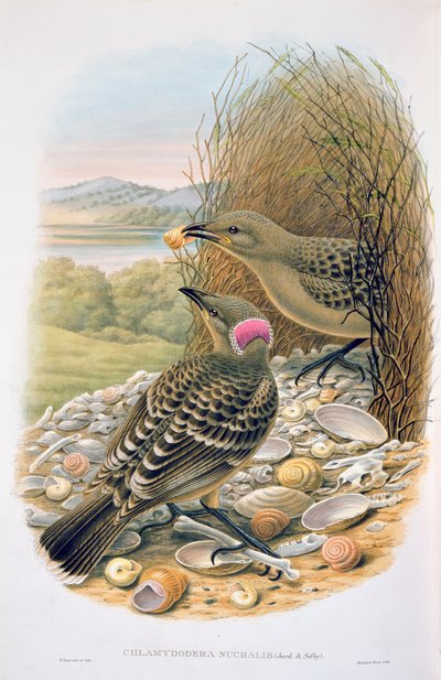 Chlamydera Nuchalis, Großer oder Großer Grauer Laubenvogel von M. Hart