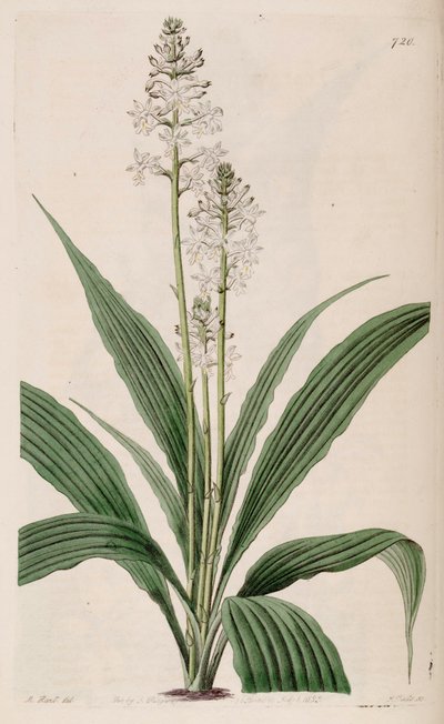 Illustration von Calanthe triplicata (als syn. Calanthe veratrifolia) (Pflanze) von M. Hart