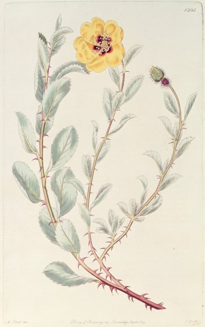 Rose: Persisch aus dem Botanischen Register, veröffentlicht 1829 von M. Hart