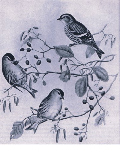 Erlenzeisige, Natur in Großbritannien veröffentlicht von Collins, 1946 von M. Hart