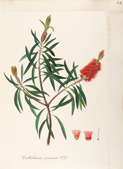 Albany Bottlebrush (Callistemon speciosum DC), Myrtaceae, Strauch mit beständigen Blättern, heimisch in Australien von Maddalena Lisa Mussino