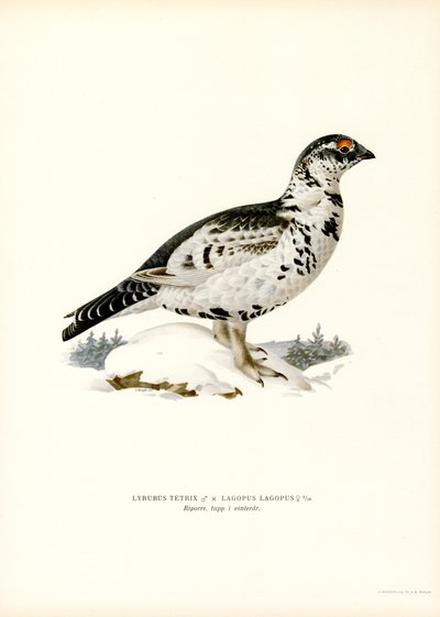 Birkhuhn x Moorschneehuhn von Magnus Ferdinand and Wilhelm von Wright