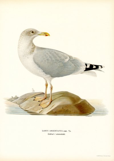 Silbermöwe von Magnus Ferdinand and Wilhelm von Wright
