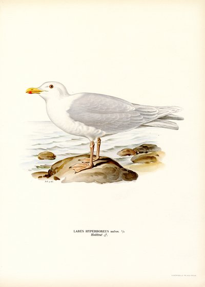 Eismöwe (Farblithographie) von Magnus Ferdinand and Wilhelm von Wright