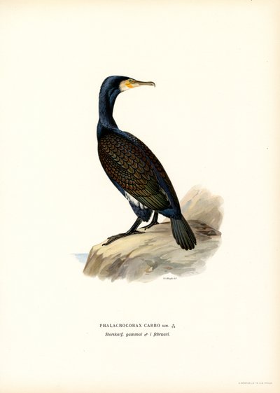 Kormoran von Magnus Ferdinand and Wilhelm von Wright