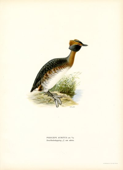 Ohrentaucher von Magnus Ferdinand and Wilhelm von Wright