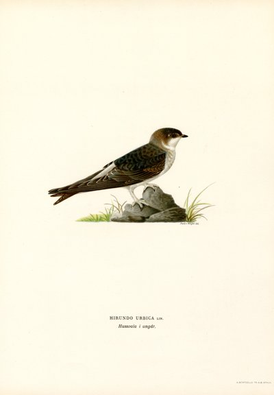 Mehlschwalbe von Magnus Ferdinand and Wilhelm von Wright