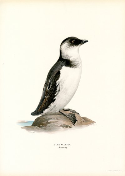 Krabbentaucher von Magnus Ferdinand and Wilhelm von Wright