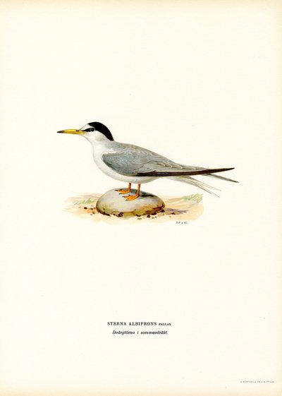 Zwergseeschwalbe von Magnus Ferdinand and Wilhelm von Wright
