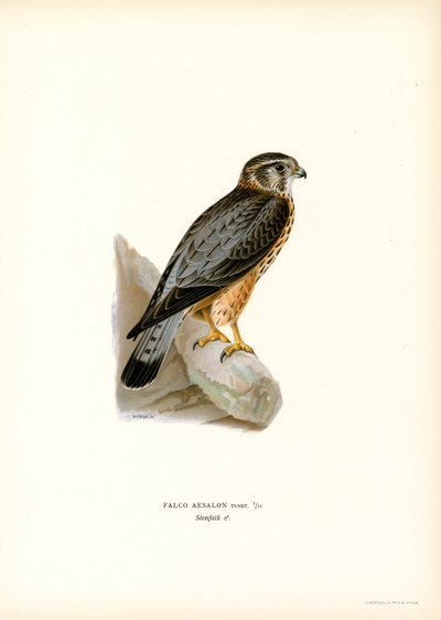 Merlin von Magnus Ferdinand and Wilhelm von Wright
