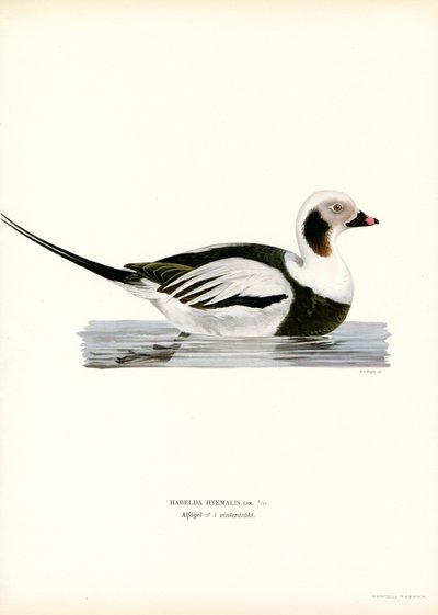 Eisente von Magnus Ferdinand and Wilhelm von Wright